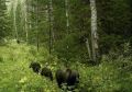 В Красноярске на острове Татышев ищут медведя