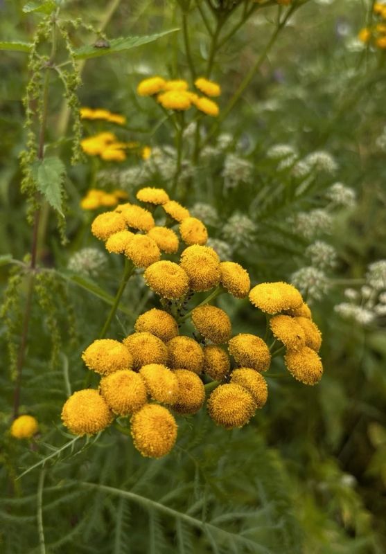 С добрым утром! 10 сентября — Анна и Савва Скирдники: хлеб убран, скирды сложены, впереди пора дождей С добрым утром! 10 сентября — Анна и Савва Скирдники: хлеб убран, скирды сложены, впереди пора дождей