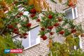 Бабье лето уходит: следующая неделя в Красноярске будет дождливой и прохладной