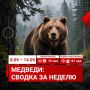 С 8 по 14 сентября в единую дежурно-диспетчерскую службу Красноярска поступило 100 сигналов от красноярцев о медведях
