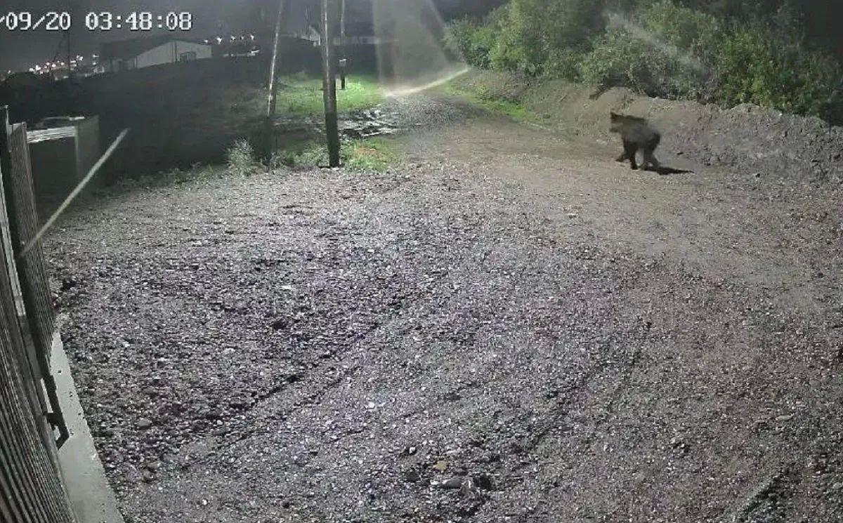 Медведь посреди ночи забрел в Дрокино Красноярского края