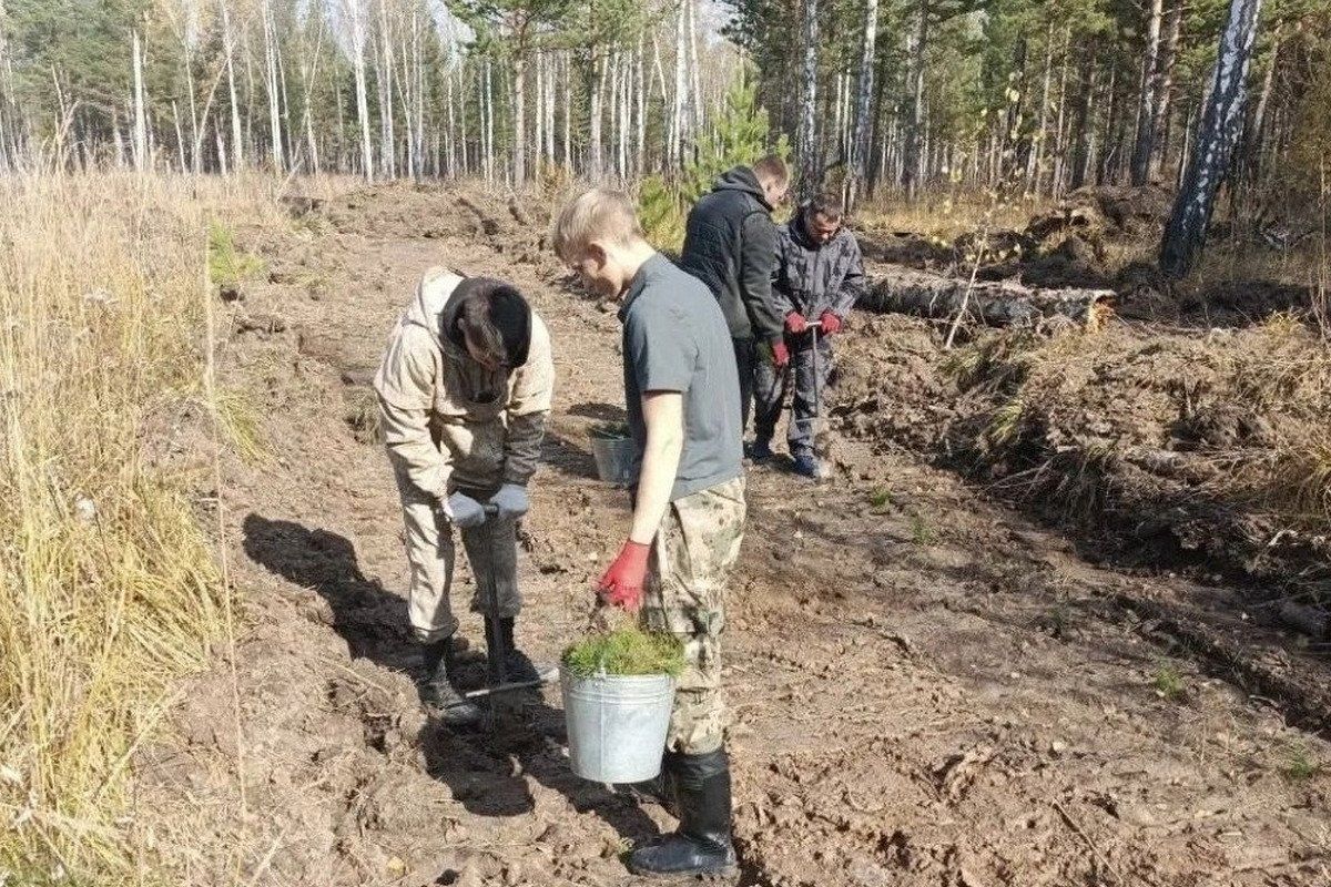 В Красноярском крае этой осенью высадят более 11 миллионов хвойных деревьев