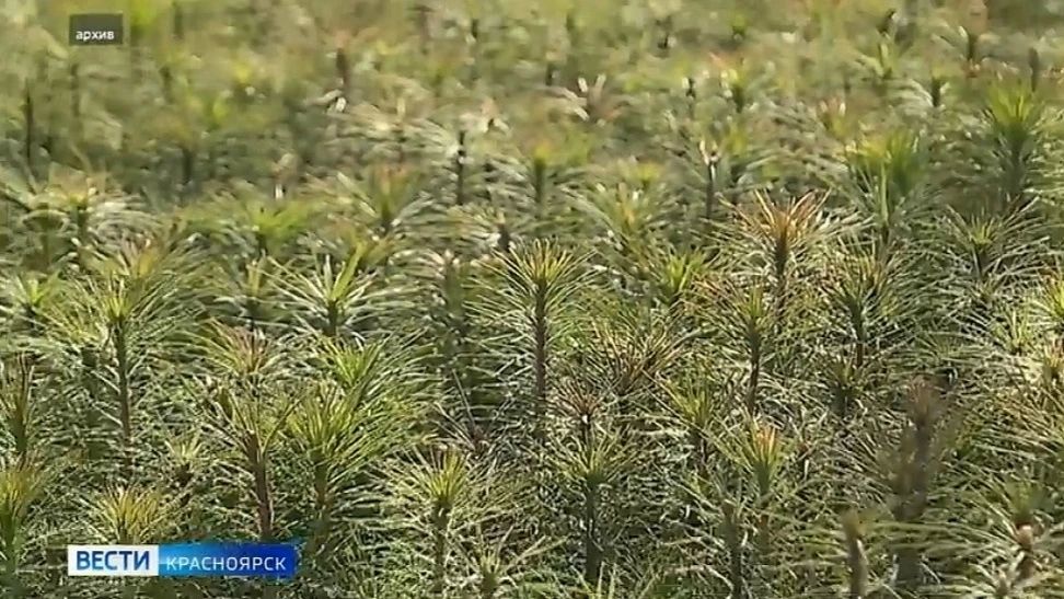 В Красноярском крае стартовал масштабный осенний этап лесовосстановления