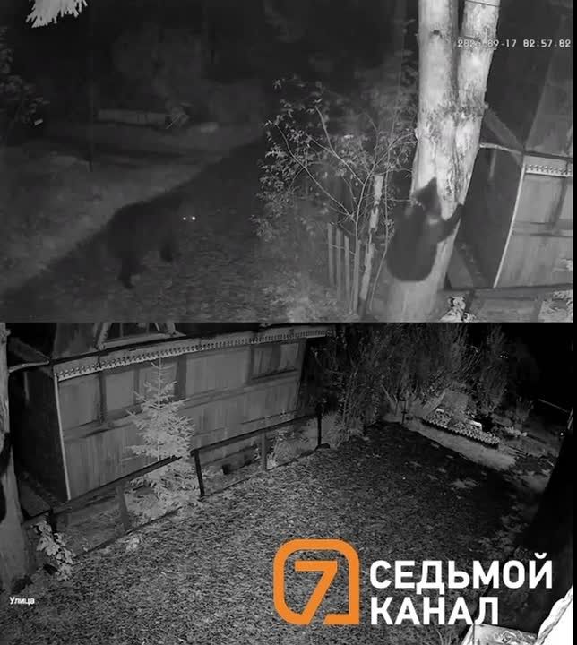 В СНТ «Спартак» под Красноярском медведи гнут заборы и ходят по ночам