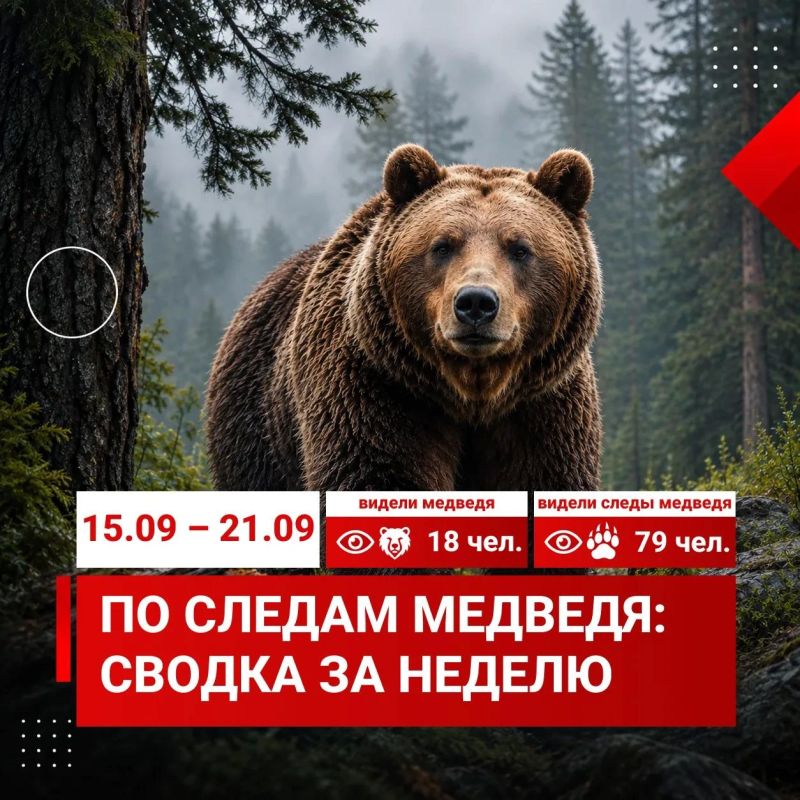 С 15 по 21 сентября в единую дежурно-диспетчерскую службу Красноярска поступило 97 сигналов от красноярцев о медведях