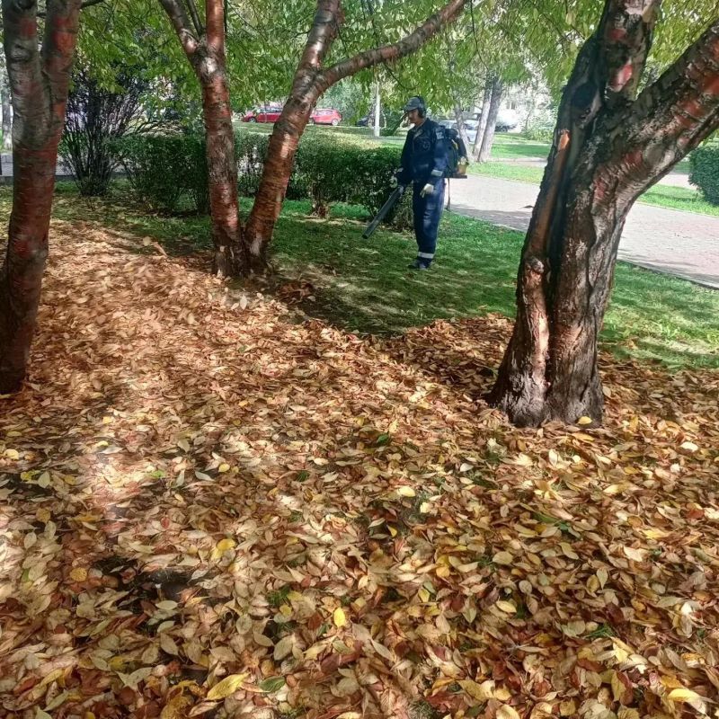 У работников Красгорпарка осенью в галерее особенно много фотографий листьев У работников Красгорпарка осенью в галерее особенно много фотографий листьев