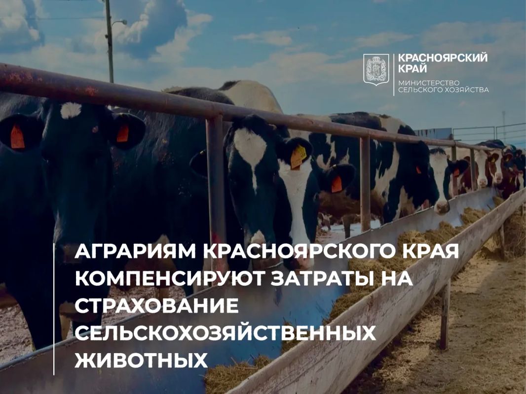 Аграриям Красноярского края компенсируют затраты на страхование сельскохозяйственных животных