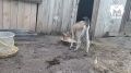 Медведь сбежал из клетки под Красноярском