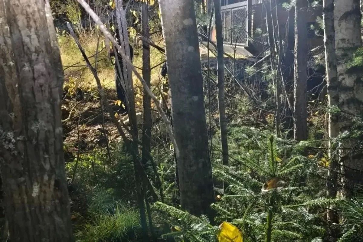 Жуткая новость пришла утром 23 сентября из Енисейского округа – в результате нападения медведя погиб 39-летний мужчина Жуткая новость пришла утром 23 сентября из Енисейского округа – в результате нападения медведя погиб 39-летний мужчина