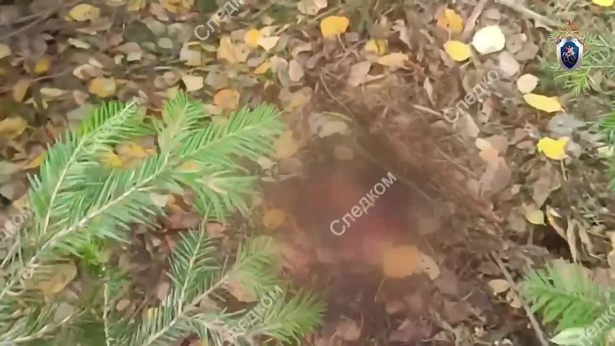 Оперативное видео по уголовному делу, возбужденному по факту халатности, в связи с нападением медведей на людей в Красноярском крае