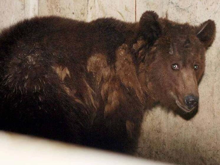 В Красноярском крае сторож погиб от нападения медведя