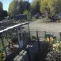 Медведь напал на домашнюю собаку в Енисейском районе