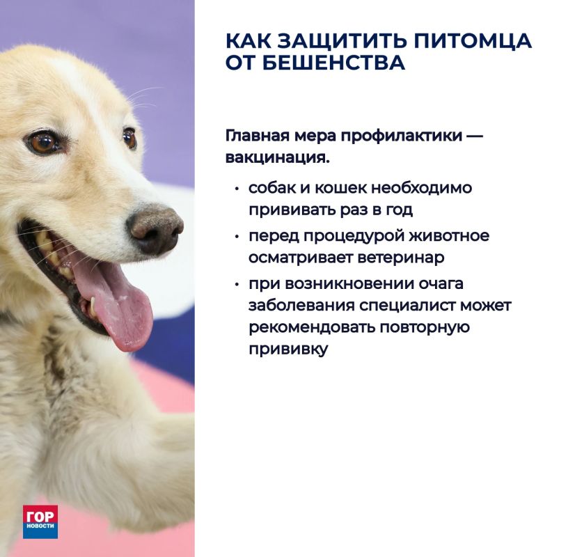 В Октябрьском районе Красноярска ввели карантин по бешенству В Октябрьском районе Красноярска ввели карантин по бешенству