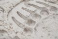 18 человек утверждают, что видели хищников своими глазами: жители Красноярска за неделю 97 раз сообщили о медведях в городе