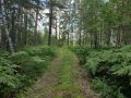 Ещё двух медведей застрелили в Красноярске и Дивногорске