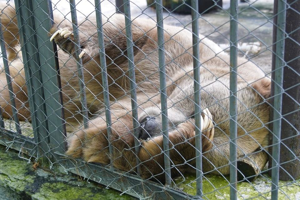 В Красноярском крае 51 охотник претендует на вознаграждение за добычу бурого медведя