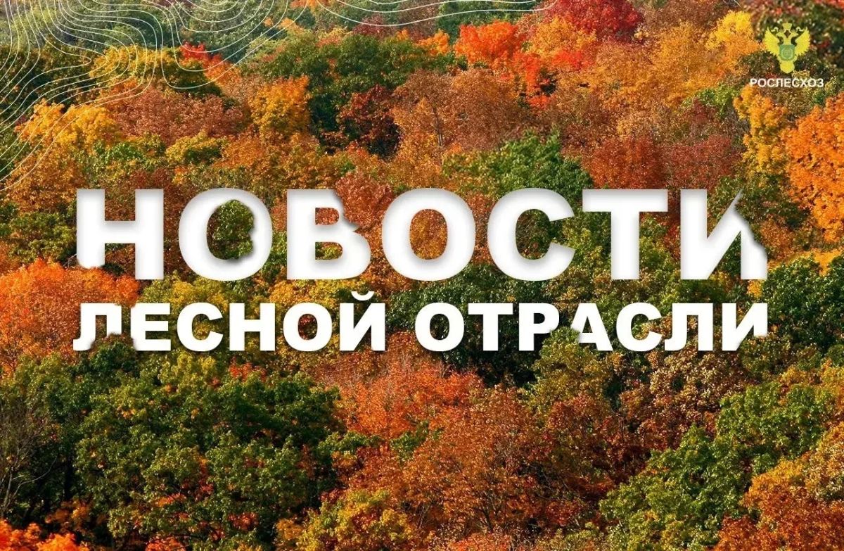 Нижегородская правда: Плошадь нижегородских лесов увеличится на 334 гектара