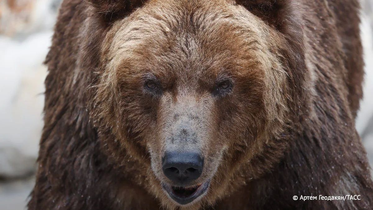 Власти Якутии предложили исключить бурого медведя из перечня лимитируемых видов охотничьих ресурсов и увеличить сроки охоты на Дальнем Востоке и в Сибири, где от лап этого хищника уже погибли 22 человека, сообщили в...