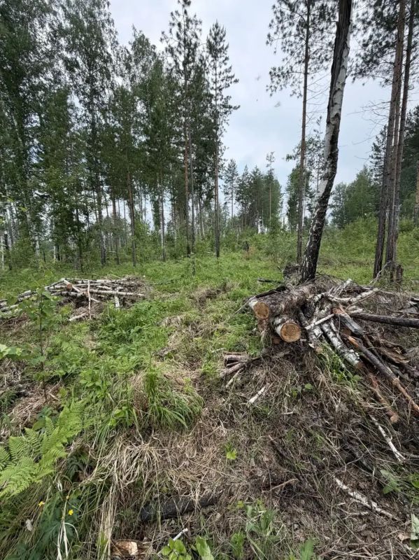 В Красноярском крае завершено расследование уголовного дела по обвинению бывшего лесничего в получении взятки В Красноярском крае завершено расследование уголовного дела по обвинению бывшего лесничего в получении взятки