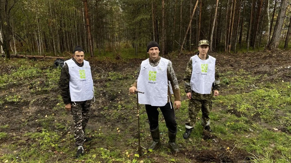 Вместо мусора — хвойный лес: в Манско-Уярском округе восстанавливают природу Вместо мусора — хвойный лес: в Манско-Уярском округе восстанавливают природу