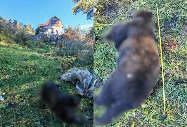 В СВЕРДЛОВСКОМ РАЙОНЕ КРАСНОЯРСКА ЛИКВИДИРОВАЛИ ЧЕТВЁРТОГО МЕДВЕДЯ