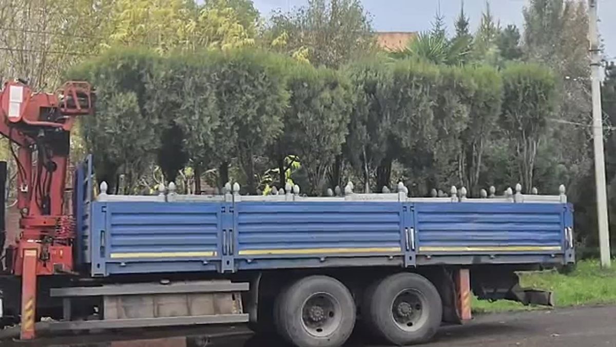 ПОГОДА, ПАЛЬМЫ И АФИША. Второй месяц осени в самом начале обрадовал красноярцев лучами осеннего солнца