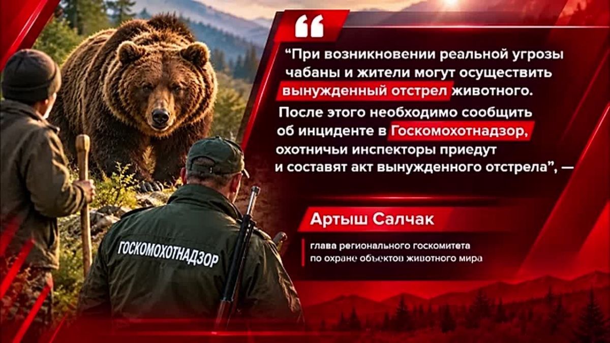 В КРАЕ ВВЕЛИ ОГРАНИЧЕНИЯ ИЗ-ЗА МЕДВЕДЕЙ, А ПРАВИТЕЛЬСТВО РФ НАМЕРЕНО ПЕРЕСМОТРЕТЬ НОРМАТИВЫ ЧИСЛЕННОСТИ ХИЩНИКА