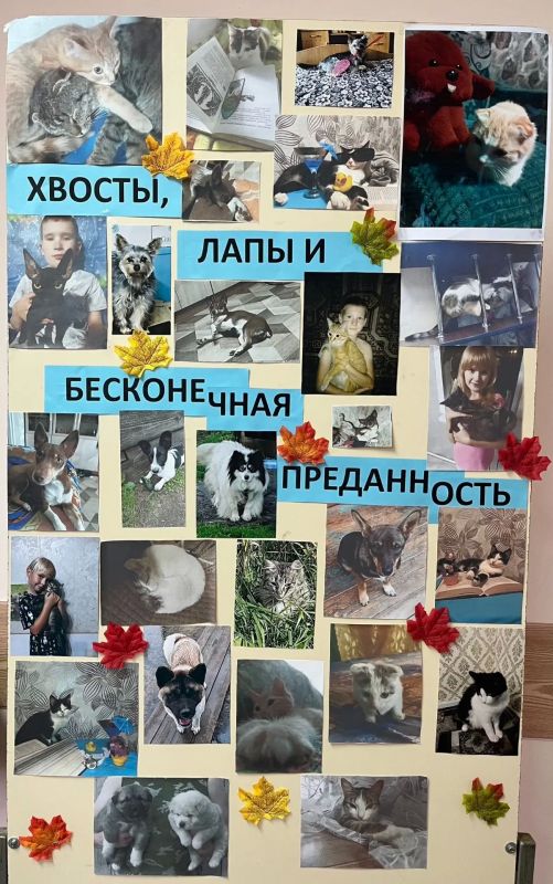 Добрые глаза, пушистые лапы и тёплые сердца Добрые глаза, пушистые лапы и тёплые сердца