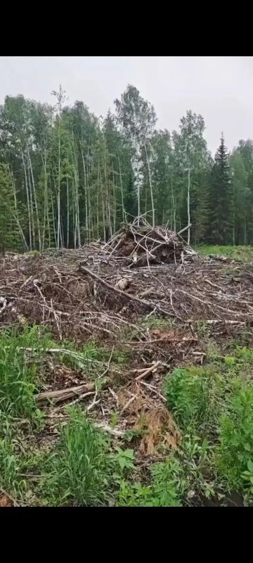 Не убрали порубочные остатки — заплатят 60 тысяч: в Канском округе лесозаготовители ответили за захламлённую лесосеку Не убрали порубочные остатки — заплатят 60 тысяч: в Канском округе лесозаготовители ответили за захламлённую лесосеку