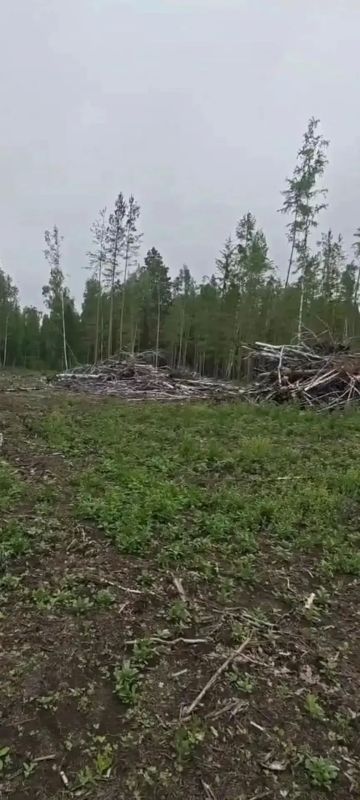 Не убрали порубочные остатки — заплатят 60 тысяч: в Канском округе лесозаготовители ответили за захламлённую лесосеку
