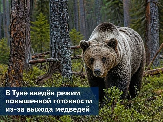 В тувинской столице городе Кызыл полицейские застрелили медведя, который вышел в городской парк