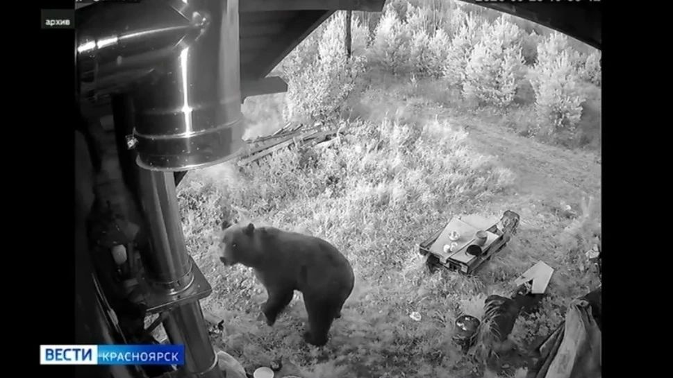 Первые 20 охотников из Красноярского края получили выплаты за добычу медведя