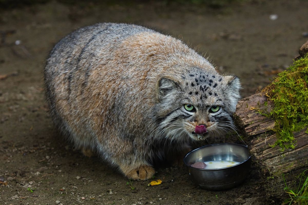 Манул Борис из красноярского «Роева ручья» на зажировке набрал почти 2 кг Манул Борис из красноярского «Роева ручья» на зажировке набрал почти 2 кг