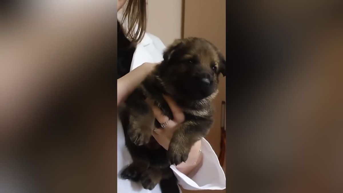 Новой напарнице красноярских «хвостатых полицейских» выбрали имя