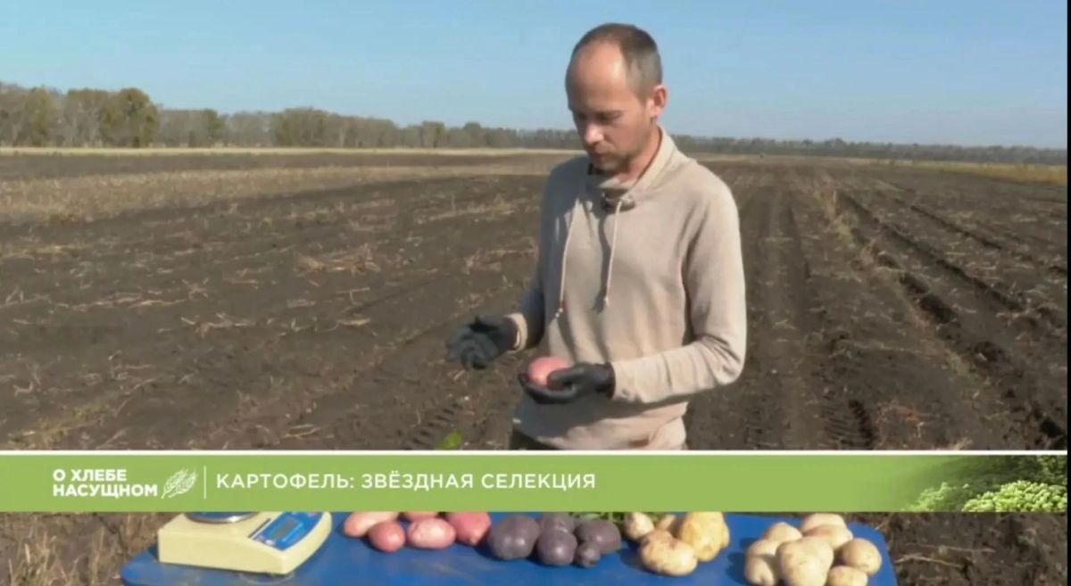 В новом выпуске программы "О хлебе насущном" на телеканале "Енисей" Эльвира Ефимова рассказывает о работе красноярских ученых, которые вывели "звездную серию" сортов картофеля