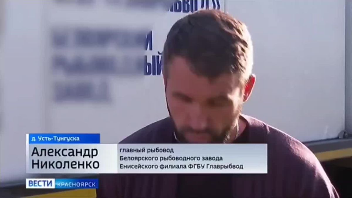 Более миллиона мальков краснокнижной стерляди выпустили в Енисей