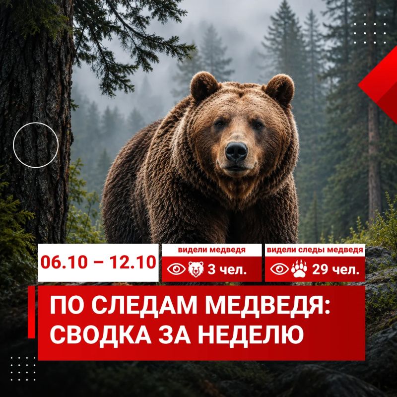 За неделю количество красноярцев, видевших медведя в черте города и видевших его следы, сократилось