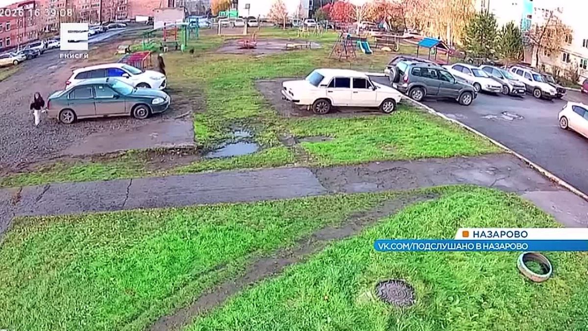 В Назарове стая собак едва не напала на школьницу