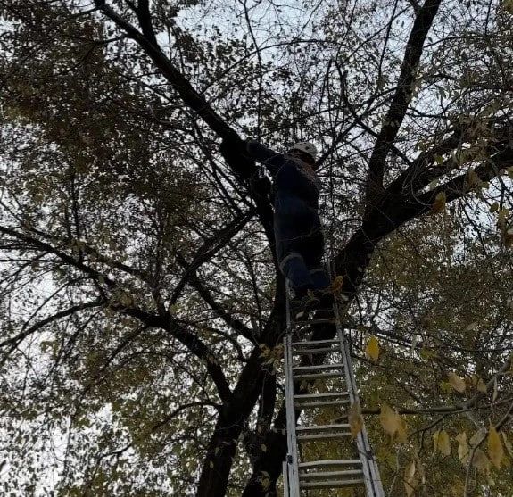 Снятый с дерева спасателями Минусинска котенок обрёл семью Снятый с дерева спасателями Минусинска котенок обрёл семью