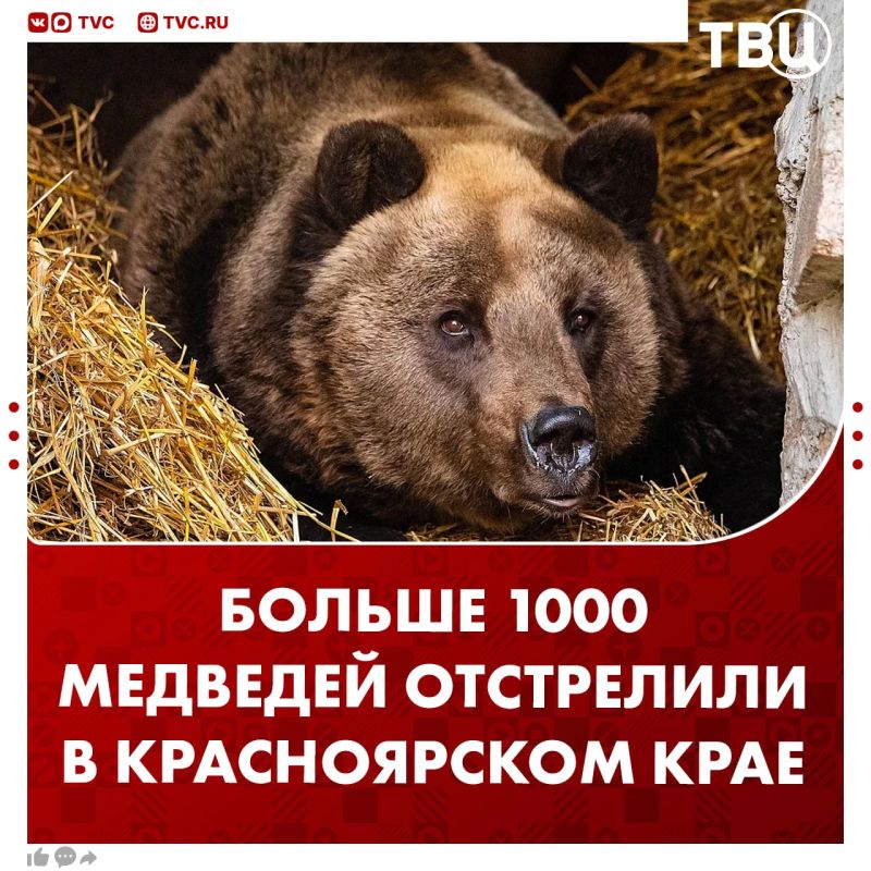 Больше тысячи медведей ликвидировали в Красноярском крае в этом году