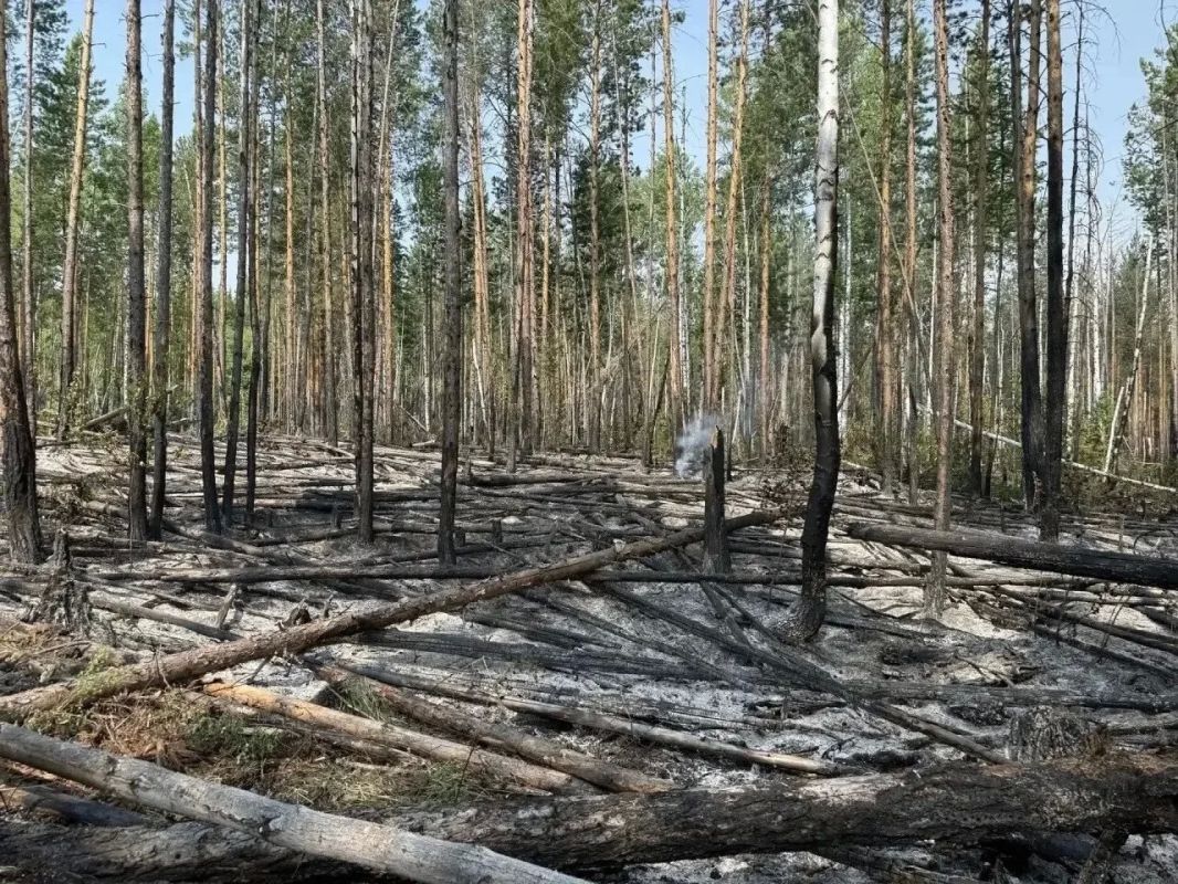 Из-за нарушений пожарной безопасности сгорело 44 гектара леса: виновники заплатят более 1,5 млн рублей Из-за нарушений пожарной безопасности сгорело 44 гектара леса: виновники заплатят более 1,5 млн рублей