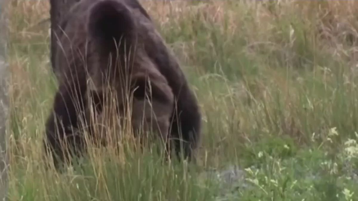 В Красноярском крае намерены упростить правила охоты на медведя