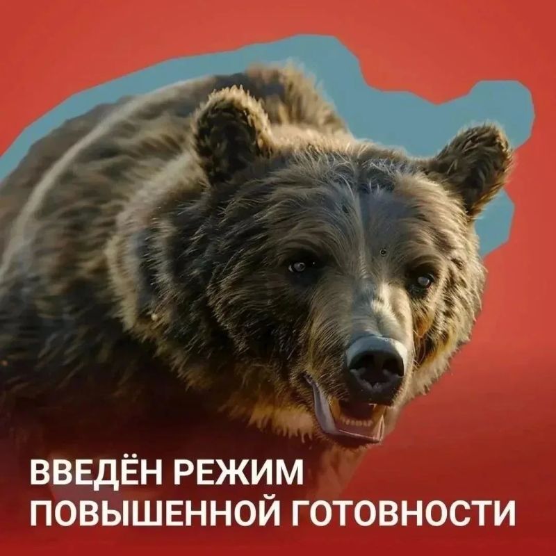 Осторожно: медведи еще не спят!