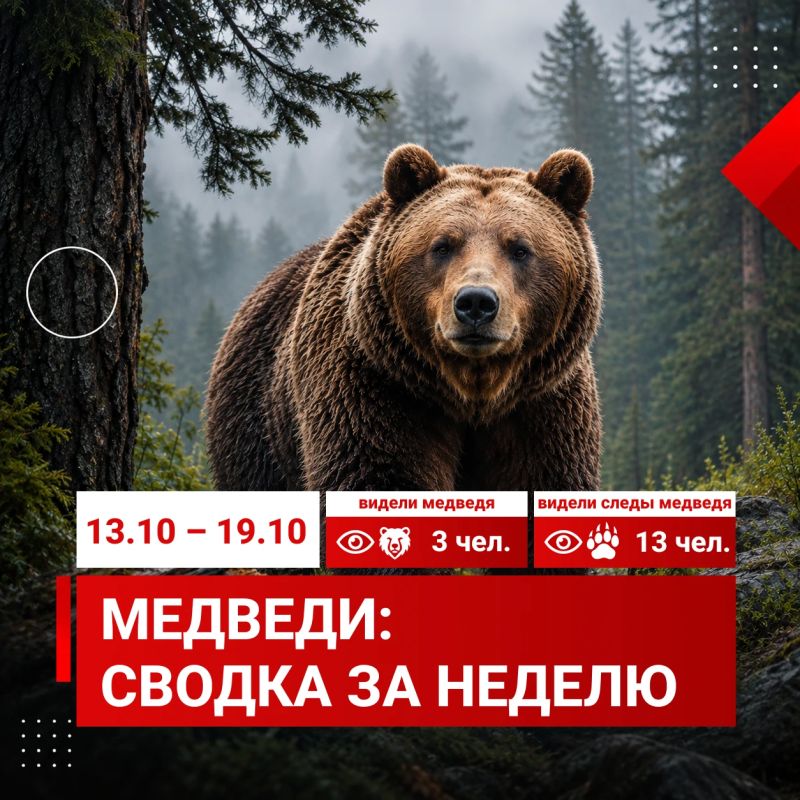 С 13 по 19 октября в единую дежурно-диспетчерскую службу Красноярска поступило 16 сигналов от красноярцев о медведях