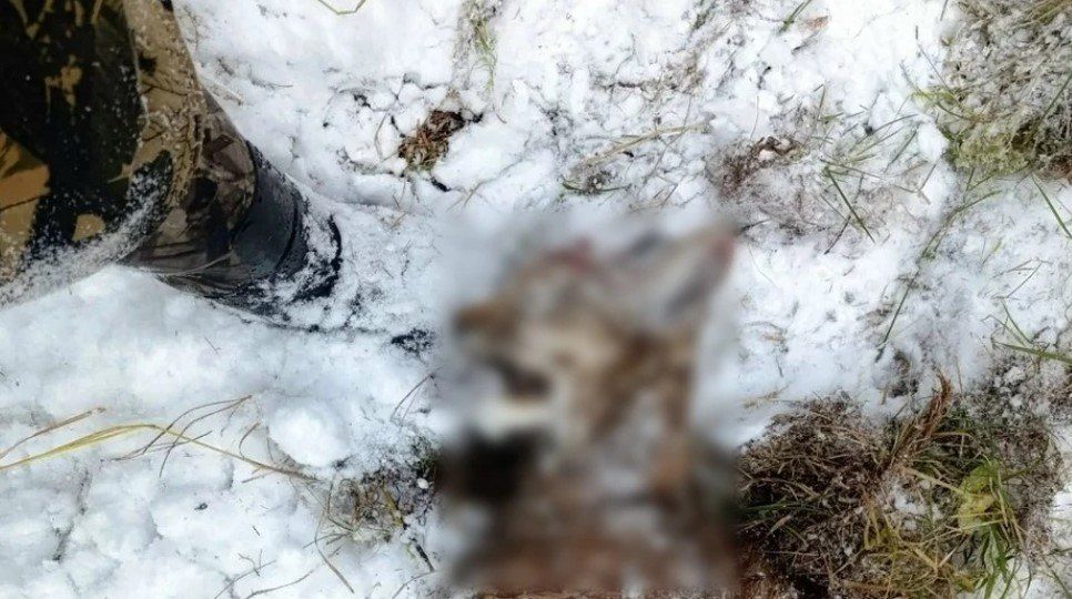 Медведь с голодухи поймал и сожрал рысь: одуревшие от бескормицы хищники творят в тайге беспредел Медведь с голодухи поймал и сожрал рысь: одуревшие от бескормицы хищники творят в тайге беспредел