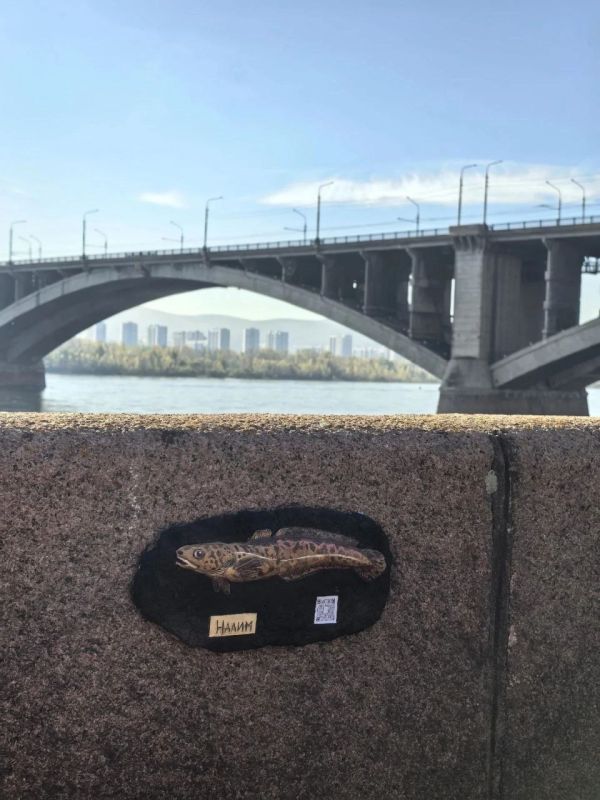 Налим, корюшка, карп, таймень и ряпушка на Центральной набережной