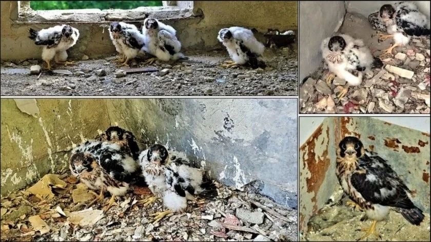 В заброшенном здании нашли гнездо краснокнижной птицы