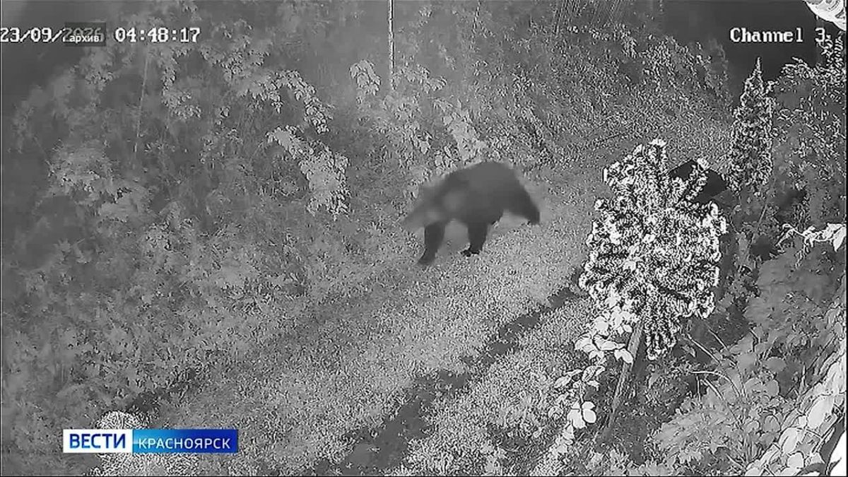 В Богучанском округе ввели режим повышенной готовности из-за частого выхода медведей к людям
