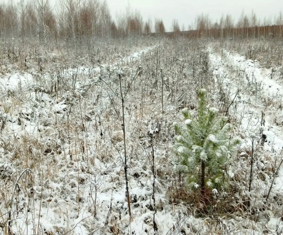 Забота о будущем лесе. Инспекторы Лесной охраны и Пойменского лесничества проверили агротехнические уходы за лесными культурами
