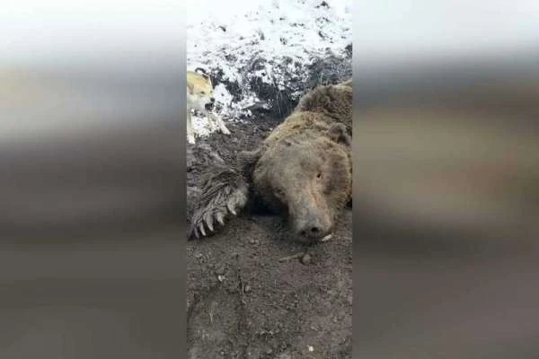 На юге Красноярского края медведь убил лучшего медвежатника региона Виталий Елфимов